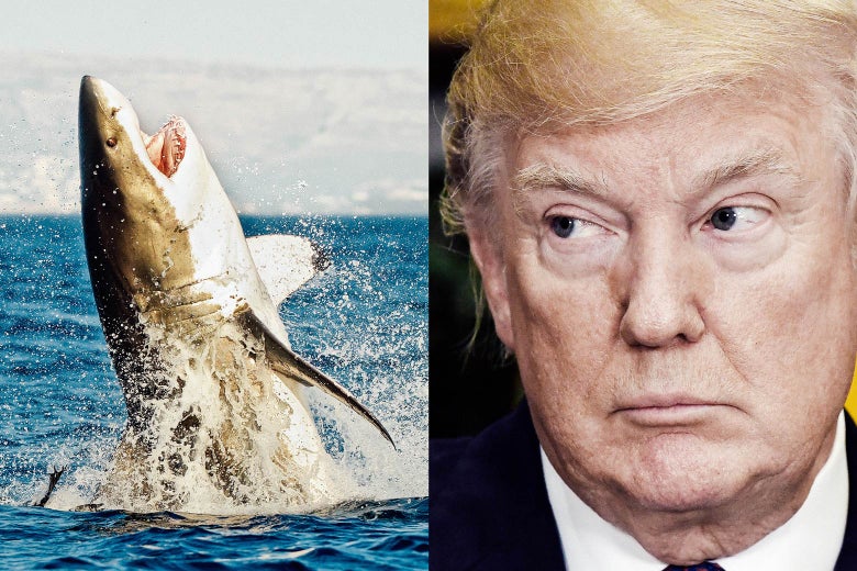 A shark, Donald Trump.